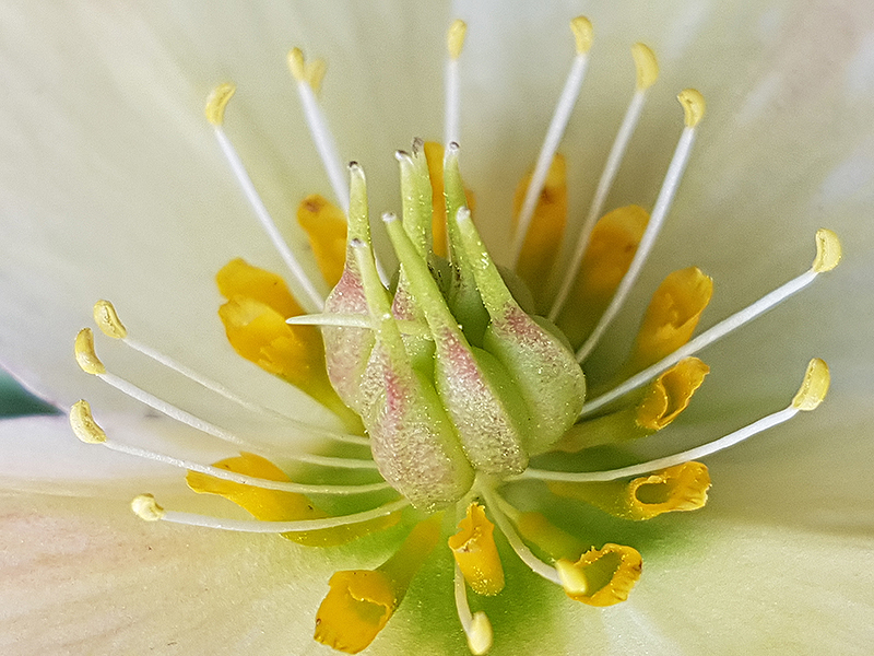 CvB Praxisplitter Helleborus 1