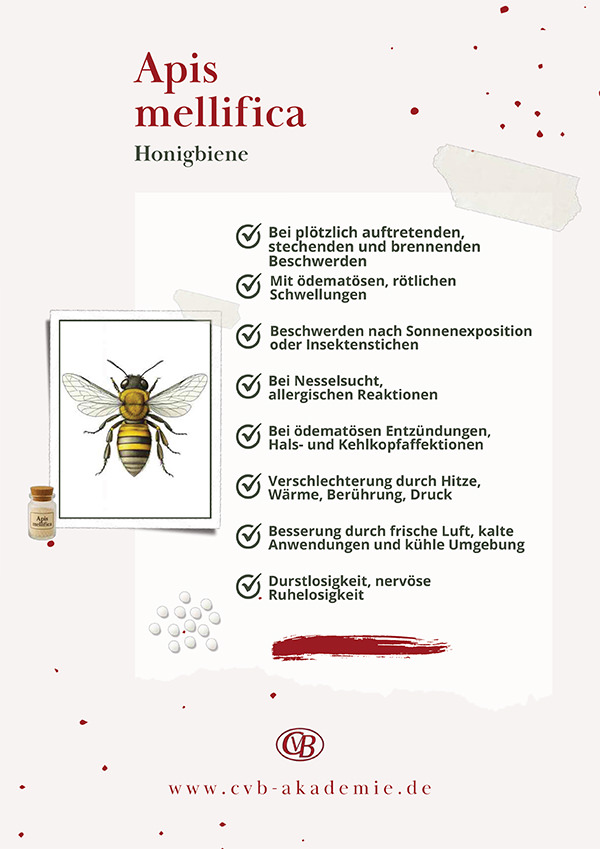 HH Apis mellifica Honigbiene Details