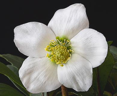 Helleborus 2