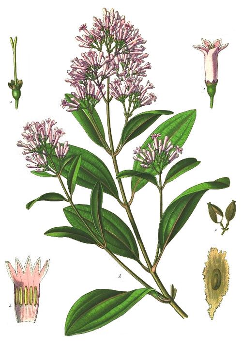 wikipedia Koeh 179 cropped